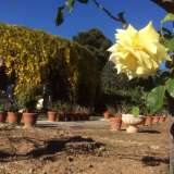 Una rosa gialla sullo sfondo di bignonia